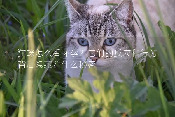 貓咪怎么看懷孕？它們的反應和行為背后隱藏著什么秘密